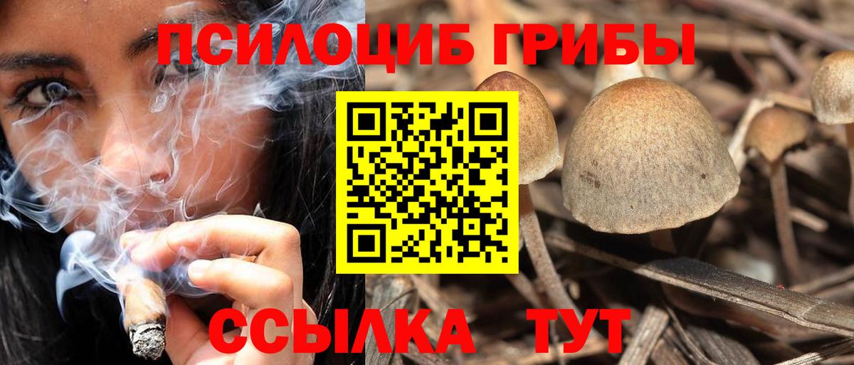 Псилоцибиновые грибы Psilocybe Солнечногорск
